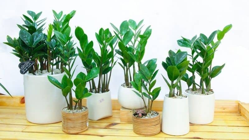 nguoi-menh-kim-hop-voi-cay-gi-2