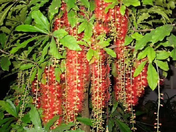 cay-loc-vung-trong-phong-thuy1