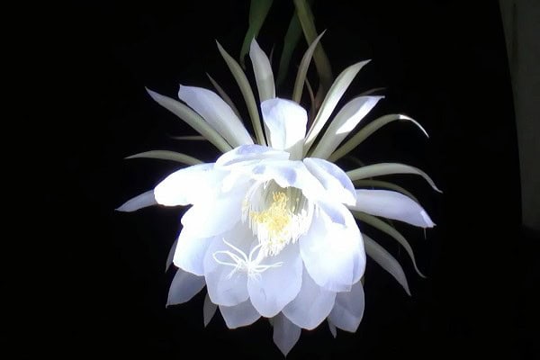 hoa-quynh-trong-phong-thuy-mang-y-nghia-gi