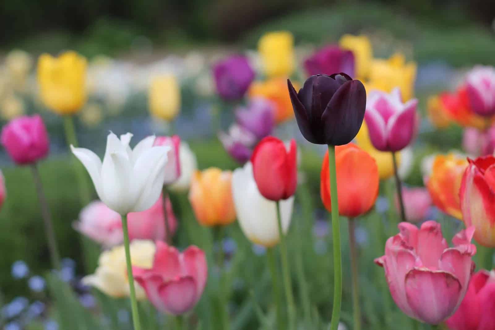 hoa-tulip-hop-menh-gi2