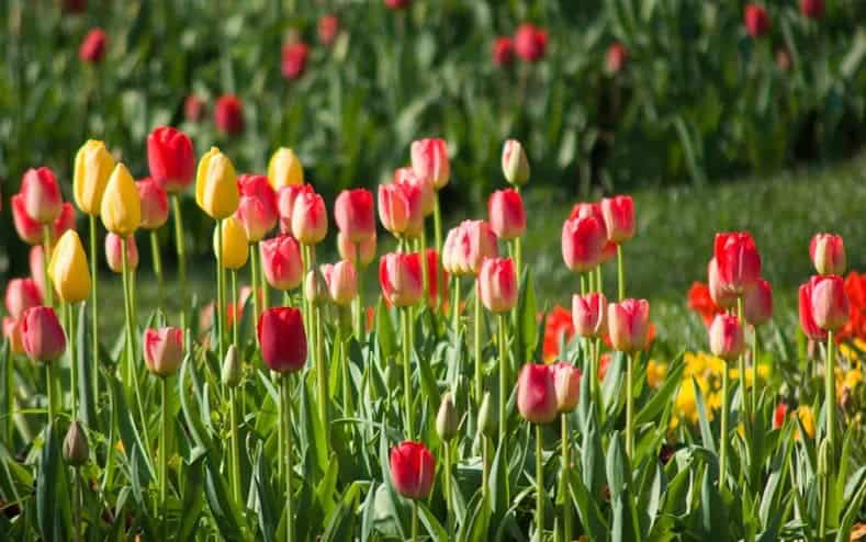 hoa-tulip-hop-menh-gi3