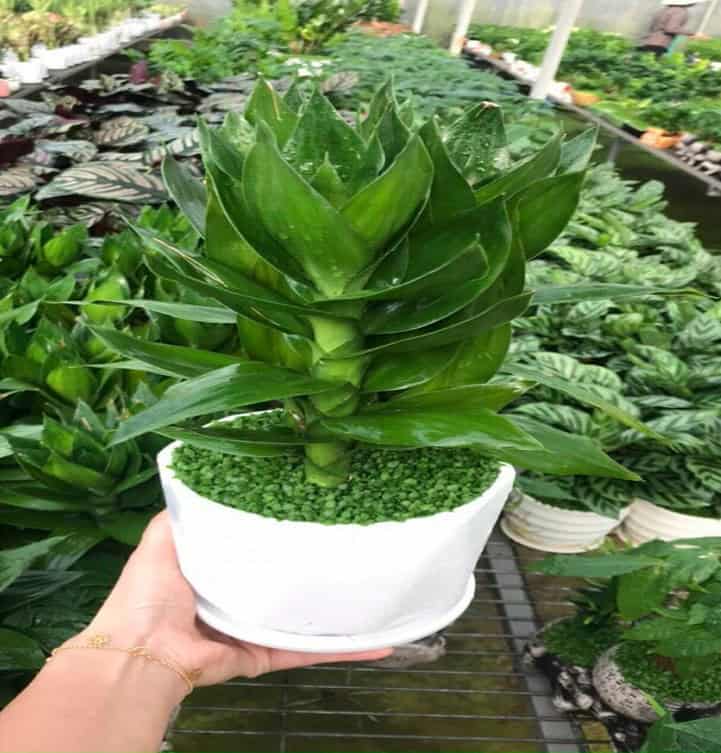 cay-phat-tai-bup-sen-y-nghia-phong-thuy1