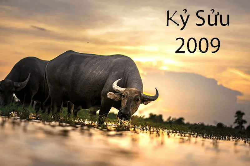 tuoi-ky-suu-2009-la-menh-gi
