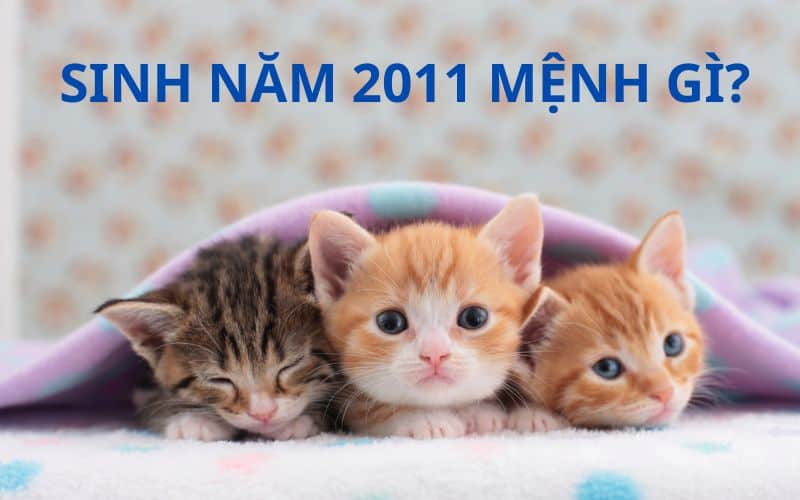 tuoi-tan-mao-2011-la-menh-gi