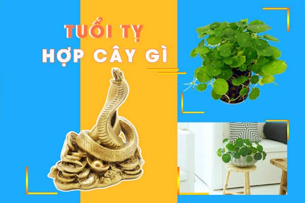tuoi-ty-nen-trong-cay-phong-thuy-nao